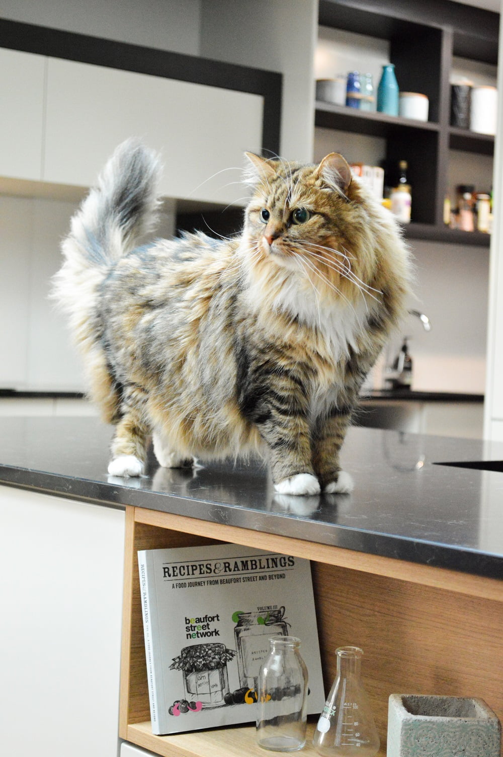 Cat in a kitchen